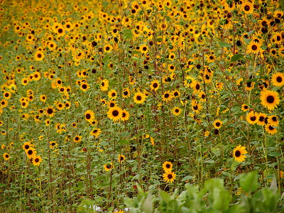 [A sea of yellow petals with dark dots in their center atop 3 foot green stems.]